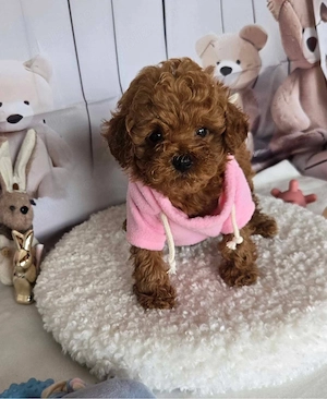 Poodle Toy Korea Red ( bear type -ursulet) - imagine 4