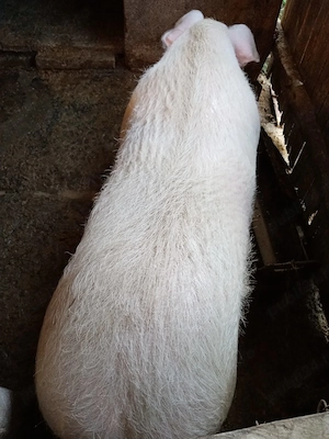 vand porc pentru Craciun - imagine 3