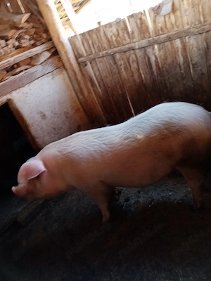 vand porc pentru Craciun - imagine 4