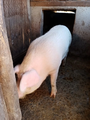 vand porc pentru Craciun - imagine 5