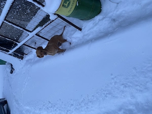 Vijla maghiara. Disponibil 1 baiat 