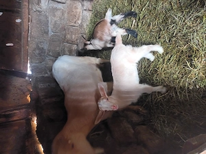 Vand capre de rasa Saanen - imagine 2