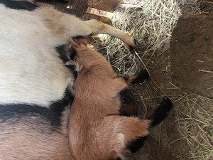 Vand capre de rasa Saanen - imagine 3