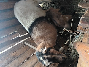 Vand capre de rasa Saanen - imagine 4