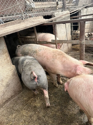 2 porci grași 100-140 kg - imagine 2