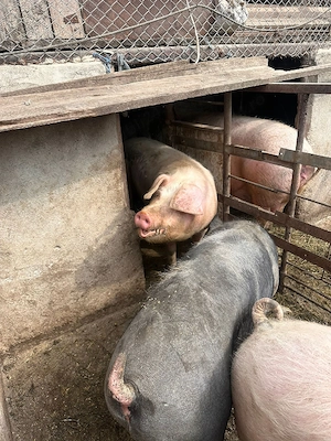 2 porci grași 100-140 kg