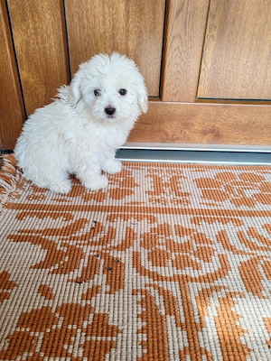 Pui Bichon maltez femelă  - imagine 2