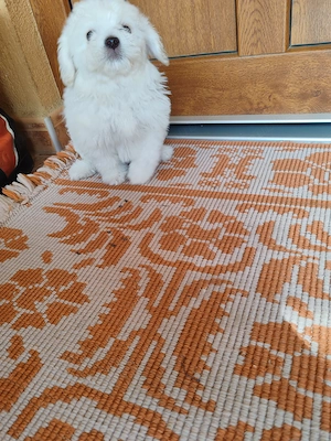 Pui Bichon maltez femelă  - imagine 3