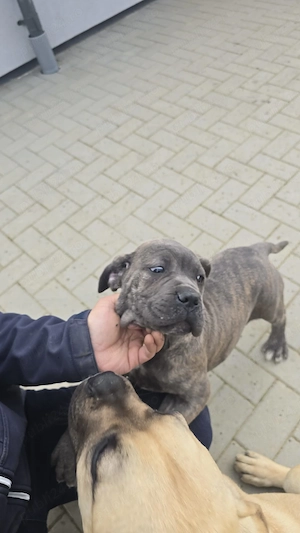 Cățelușa cane corso de vanzare  - imagine 5