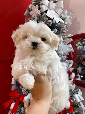 bichon maltez mini toy  - imagine 3