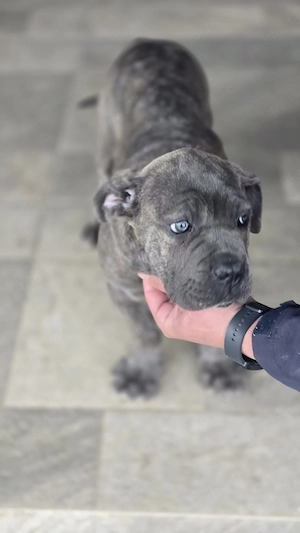 Cățelușa cane corso de vanzare  - imagine 2
