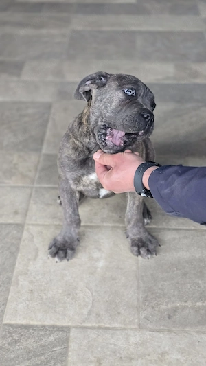 Cățelușa cane corso de vanzare  - imagine 3