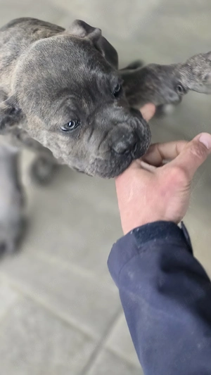 Cățelușa cane corso de vanzare  - imagine 4