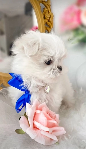 bichon maltez mini toy trecupe - imagine 3