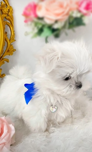 bichon maltez mini toy trecupe - imagine 2