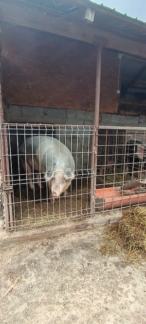 Scroafă de vânzare 