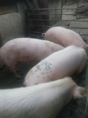 Porci de vânzare!