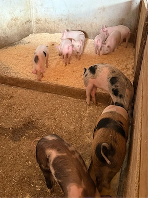 purcei soldani de vanzare - imagine 3