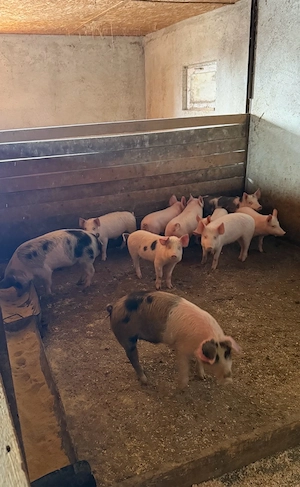 purcei soldanei de vanzare 