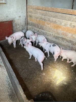 purcei soldanei de vanzare  - imagine 5