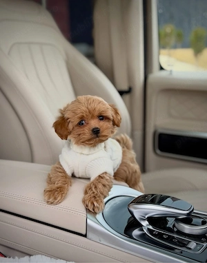 Maltipoo Toy Ursulet 