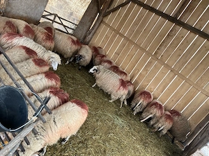 Vând oi tinere - imagine 2