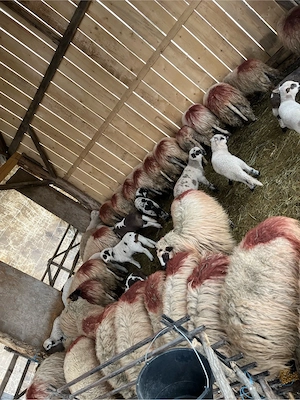 Vând oi tinere - imagine 3