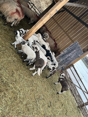 Vând oi tinere - imagine 4