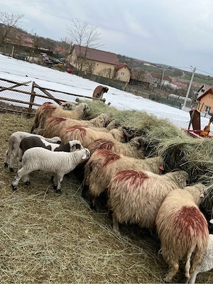 Vând oi tinere - imagine 5