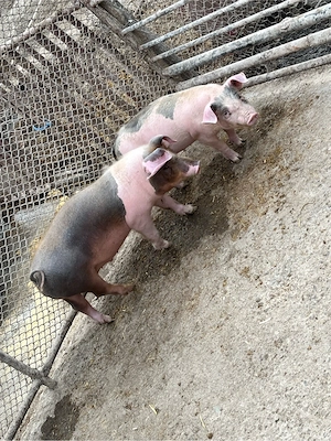 Vând doi șoldani - imagine 3