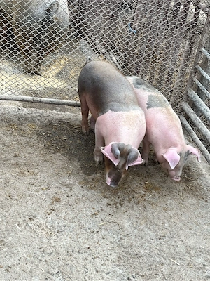 Vând doi șoldani - imagine 4