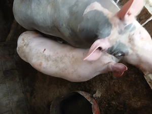 De vanzare scrofita pietrean de 45-50 kg - imagine 2