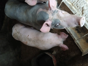 De vanzare scrofita pietrean de 45-50 kg