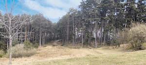 Săcele - Poiana Angelescu, teren intravilan langă pădure. - imagine 6