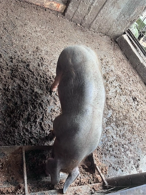 vand porc  - imagine 3