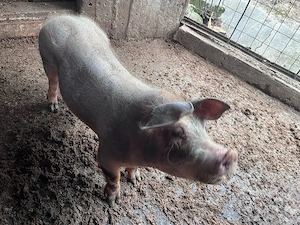 vand porc  - imagine 2