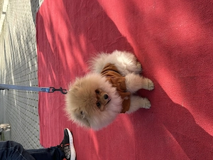 Pomeranian mascul de 6 luni cu pedigree FCI