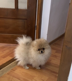 Pomeranian mascul de 6 luni cu pedigree FCI - imagine 5