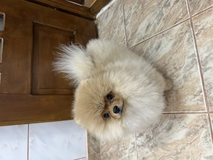 Pomeranian mascul de 6 luni cu pedigree FCI - imagine 3