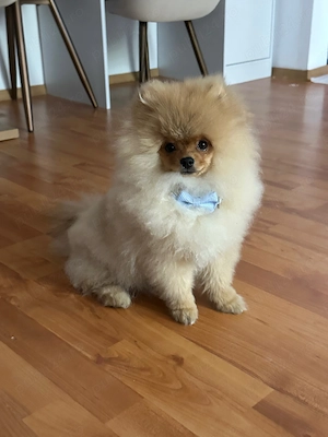 Pomeranian mascul de 6 luni cu pedigree FCI - imagine 2