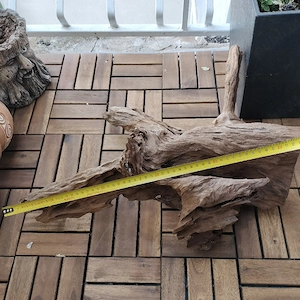 Buturuga acvariu  - imagine 2