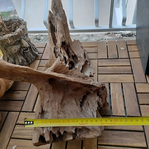 Buturuga acvariu  - imagine 3