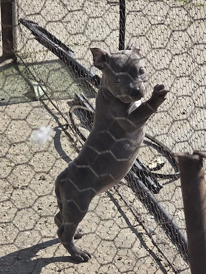 Cățelușă Amstaff blue