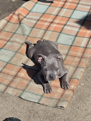 Cățelușă Amstaff blue - imagine 2