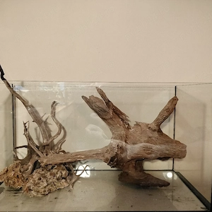 Buturuga acvariu  - imagine 4