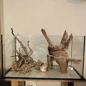 Buturuga acvariu  - imagine 5