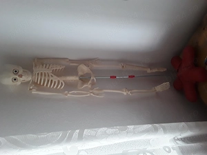 Corpul uman toate revistele cu toate părțile corpului uman 