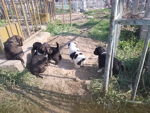 Donez căței talie mica,vârsta aproximativ 2 luni Focșani 