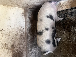 Vând porc pentru sacrificat  - imagine 3