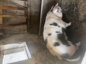 Vând porc pentru sacrificat  - imagine 2